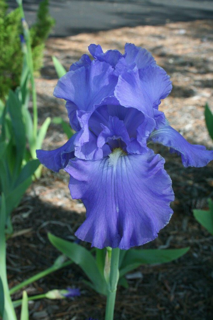 iris, flower, purple